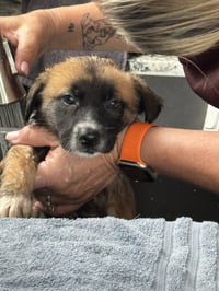 Rosie's Puppy Clover - Photo 4