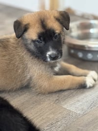 Rosie's Puppy Clover - Photo 5