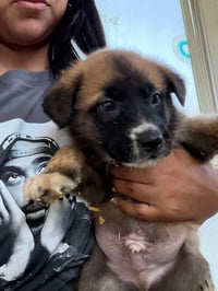 Rosie's Puppy Clover - Photo 6