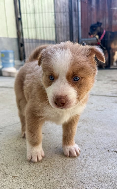 Marilynn's Puppy Muse Image