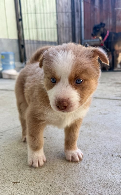MARILYNN'S PUPPY MUSE - Labrador Retriever available for adoption