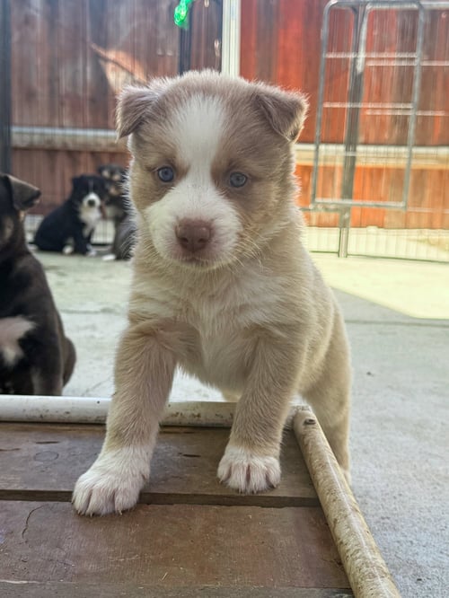 MARILYNN'S PUPPY MUSE - Labrador Retriever available for adoption
