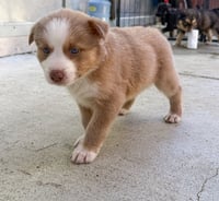 Marilynn's Puppy Muse - Photo 3