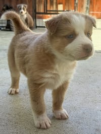 Marilynn's Puppy Muse - Photo 4