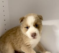 Marilynn's Puppy Muse - Photo 5
