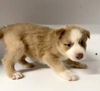 Marilynn's Puppy Muse - Photo 6