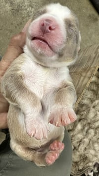 Marilynn's Puppy Muse - Photo 7