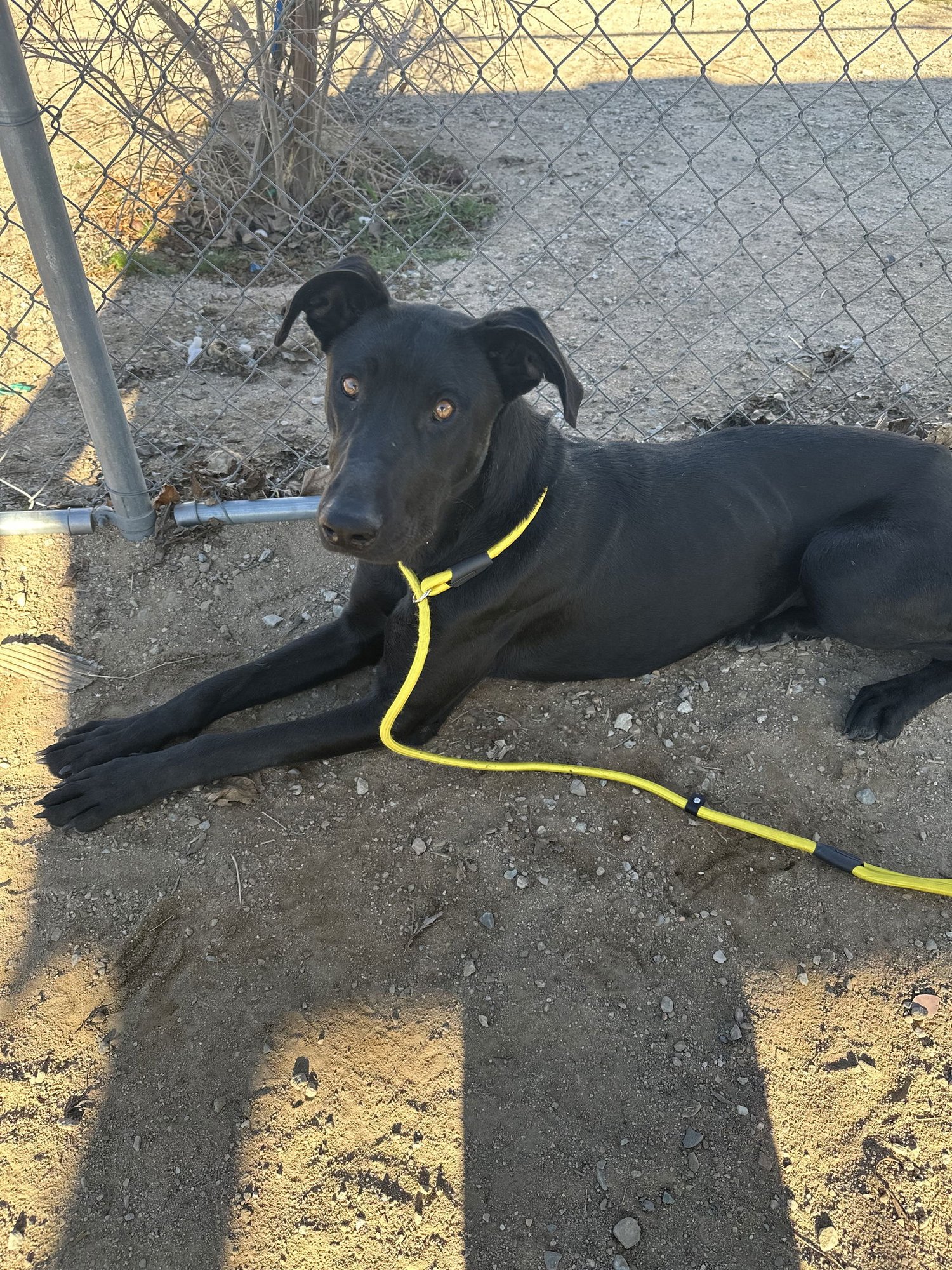 GRACIE LOU - Labrador Retriever available for adoption