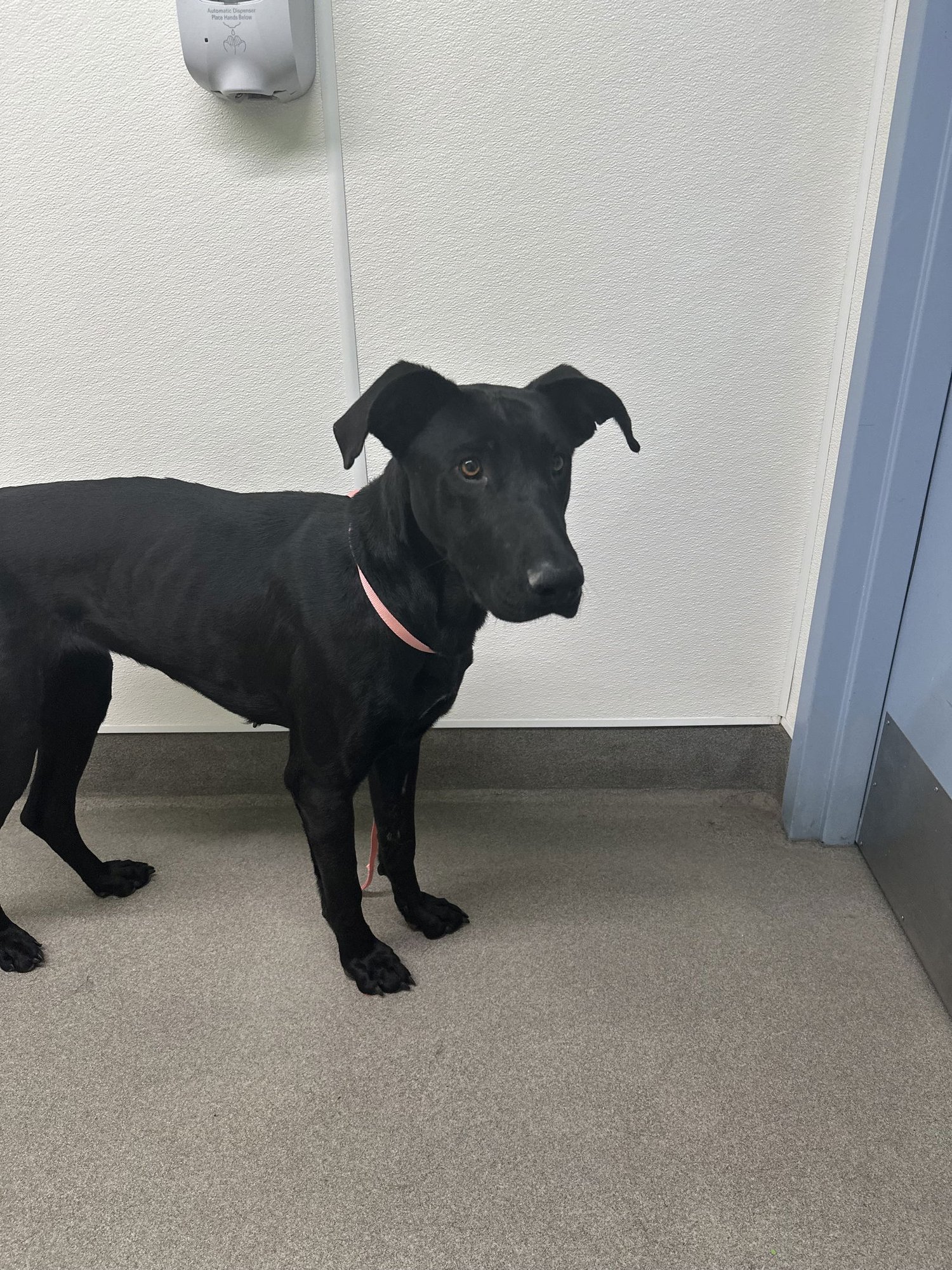 GRACIE LOU - Labrador Retriever available for adoption