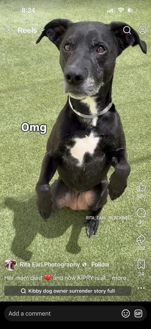 KIPPY - Labrador Retriever / Pit Bull Terrier available for adoption