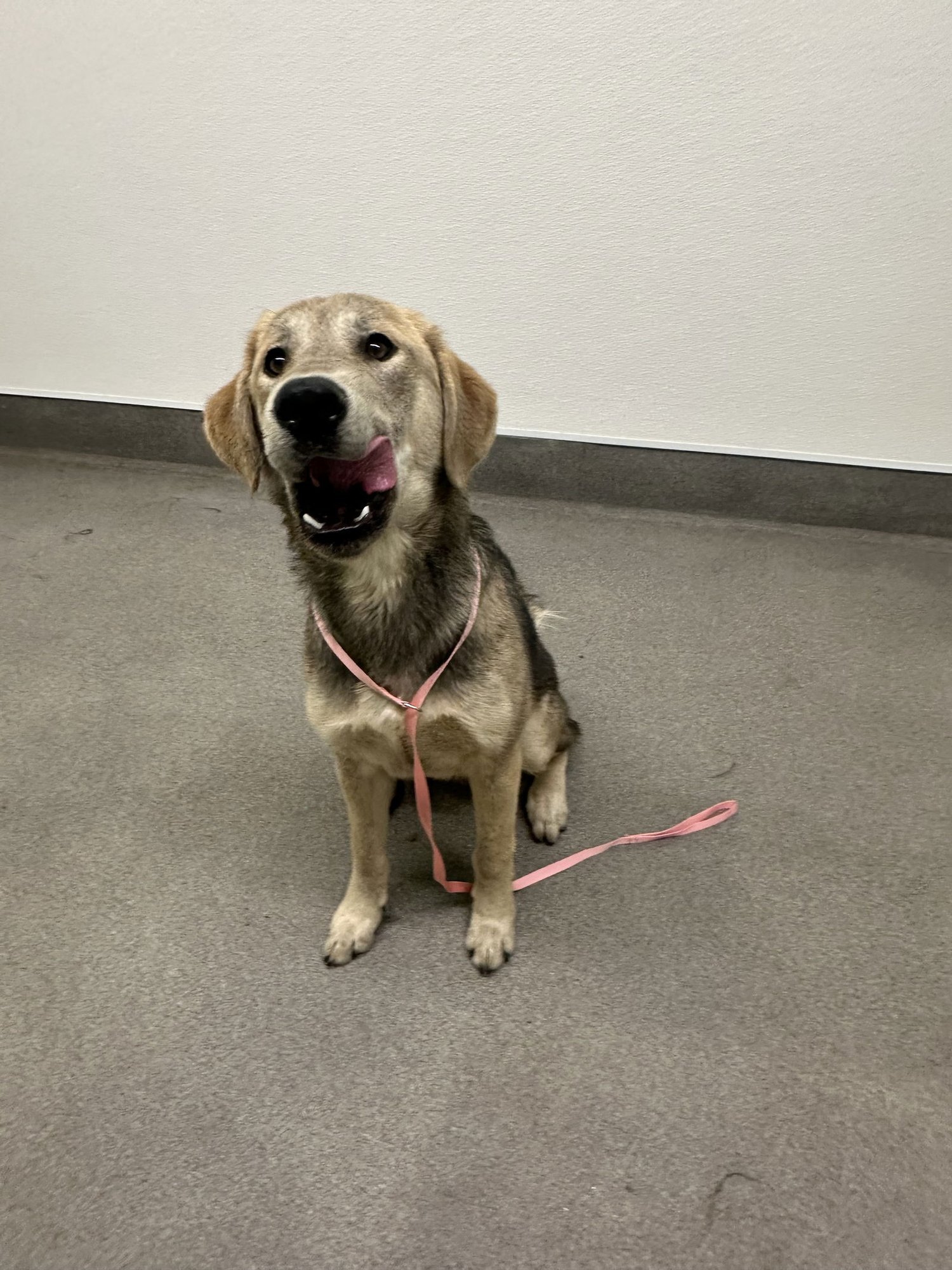 MILO - Labrador Retriever available for adoption