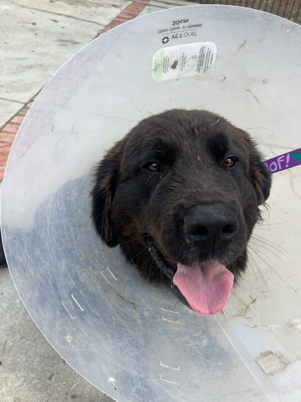 CHUNK-O - Saint Bernard / Labrador Retriever available for adoption