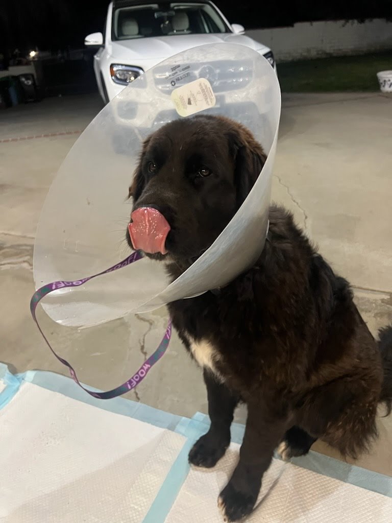 CHUNK-O - Saint Bernard / Labrador Retriever available for adoption