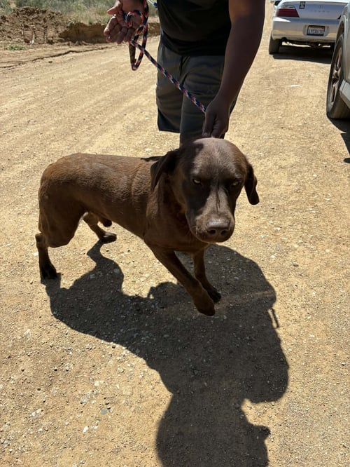 SMOKEY - Labrador Retriever available for adoption