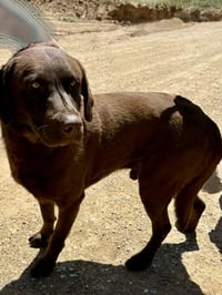Smokey - Photo 5