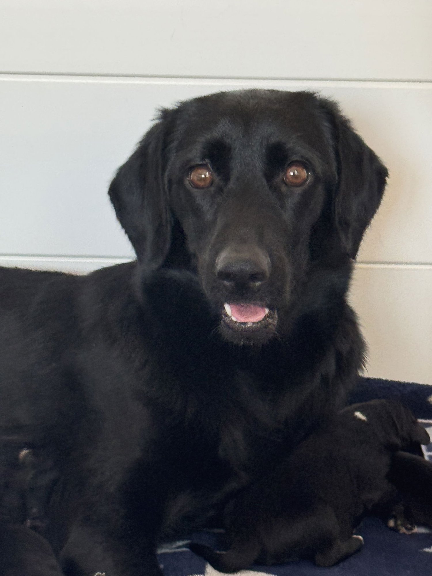 HONEY - Labrador Retriever available for adoption