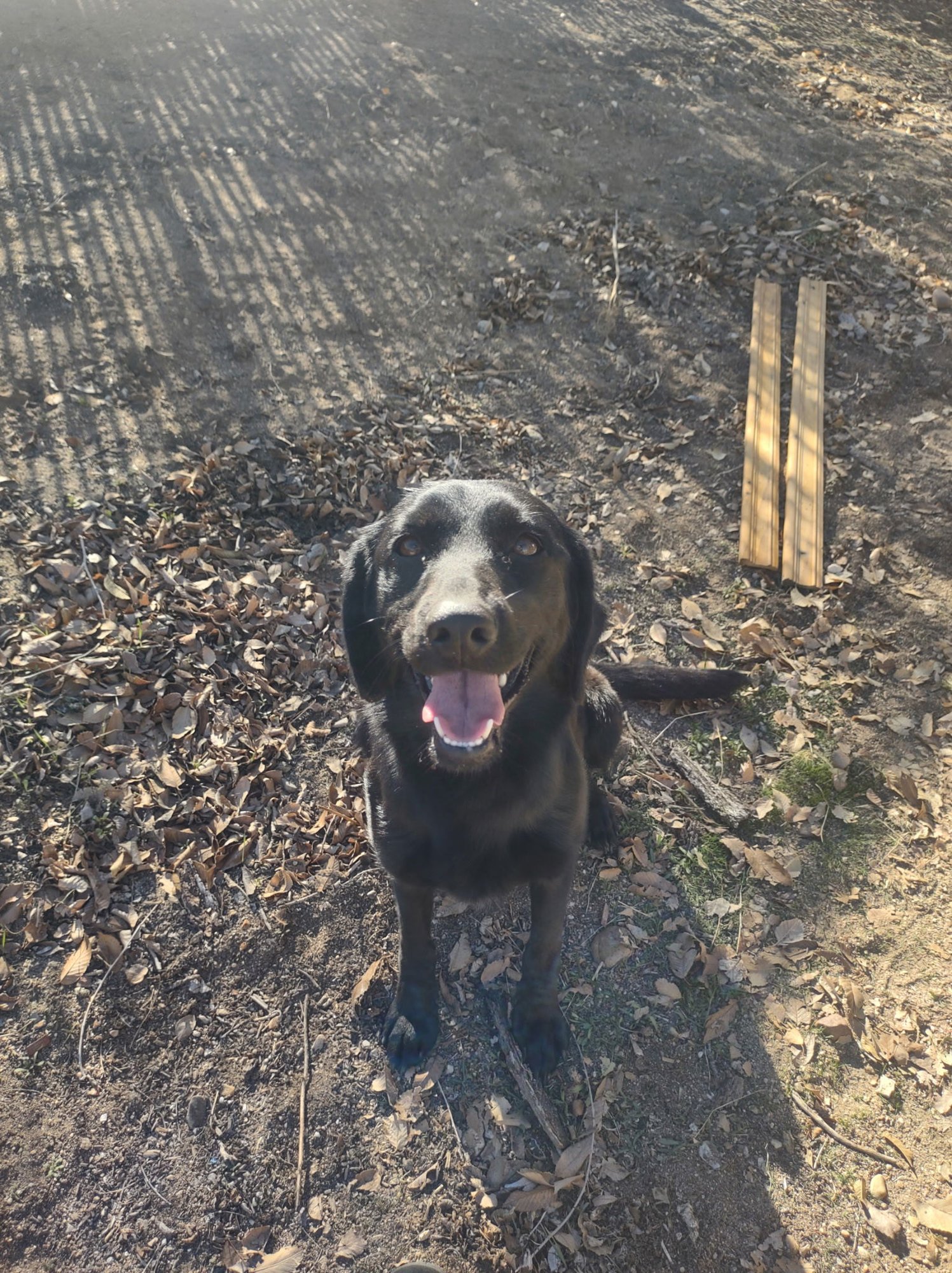 HONEY - Labrador Retriever available for adoption