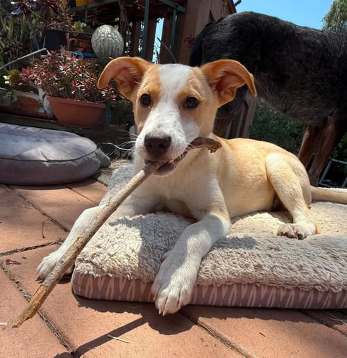 GOOFY - Australian Cattle Dog/Blue Heeler / Labrador Retriever available for adoption