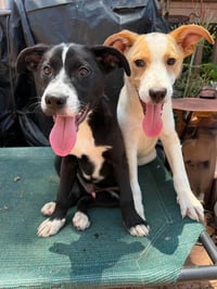 Goofy - Photo 3
