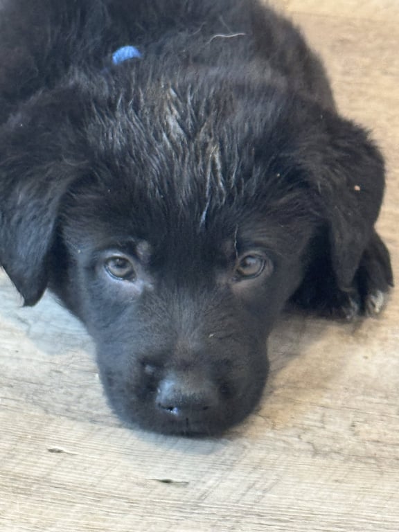 Rosie's Puppy Scout Image