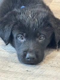 Rosie's Puppy Scout - Photo 2