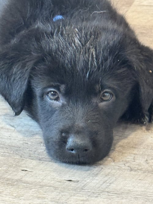 ROSIE'S PUPPY SCOUT - Labrador Retriever available for adoption