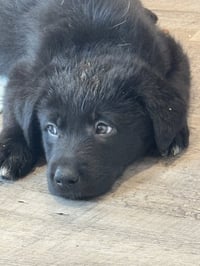 Rosie's Puppy Scout - Photo 3