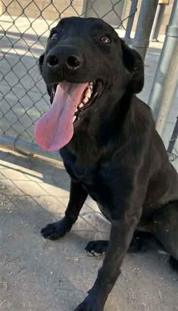 RACHEL - Labrador Retriever available for adoption