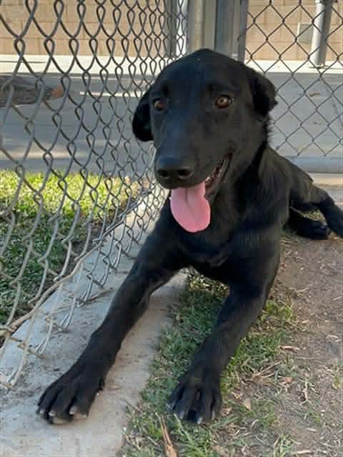 RACHEL - Labrador Retriever available for adoption