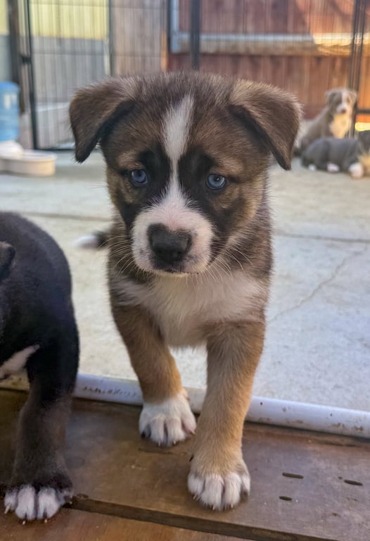 Marilynn's Puppy Mystic Image
