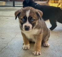 Marilynn's Puppy Mystic - Photo 2