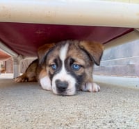 Marilynn's Puppy Mystic - Photo 3