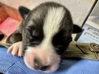 Marilynn's Puppy Mystic - Photo 4