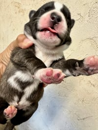 Marilynn's Puppy Mystic - Photo 5