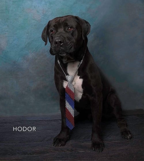 HUGO - Labrador Retriever available for adoption