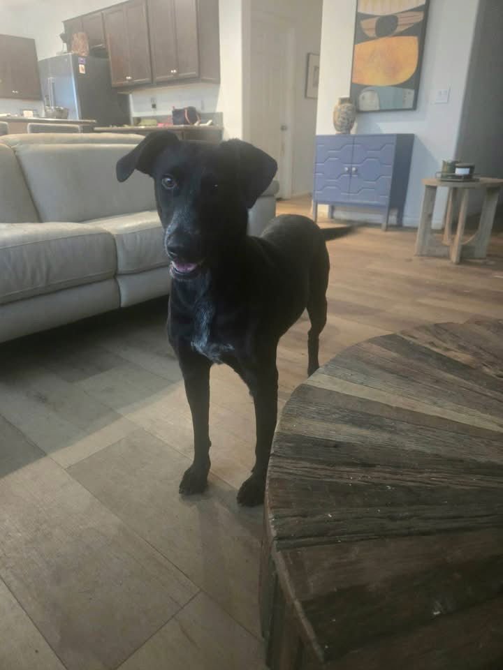 VIOLET - Labrador Retriever available for adoption