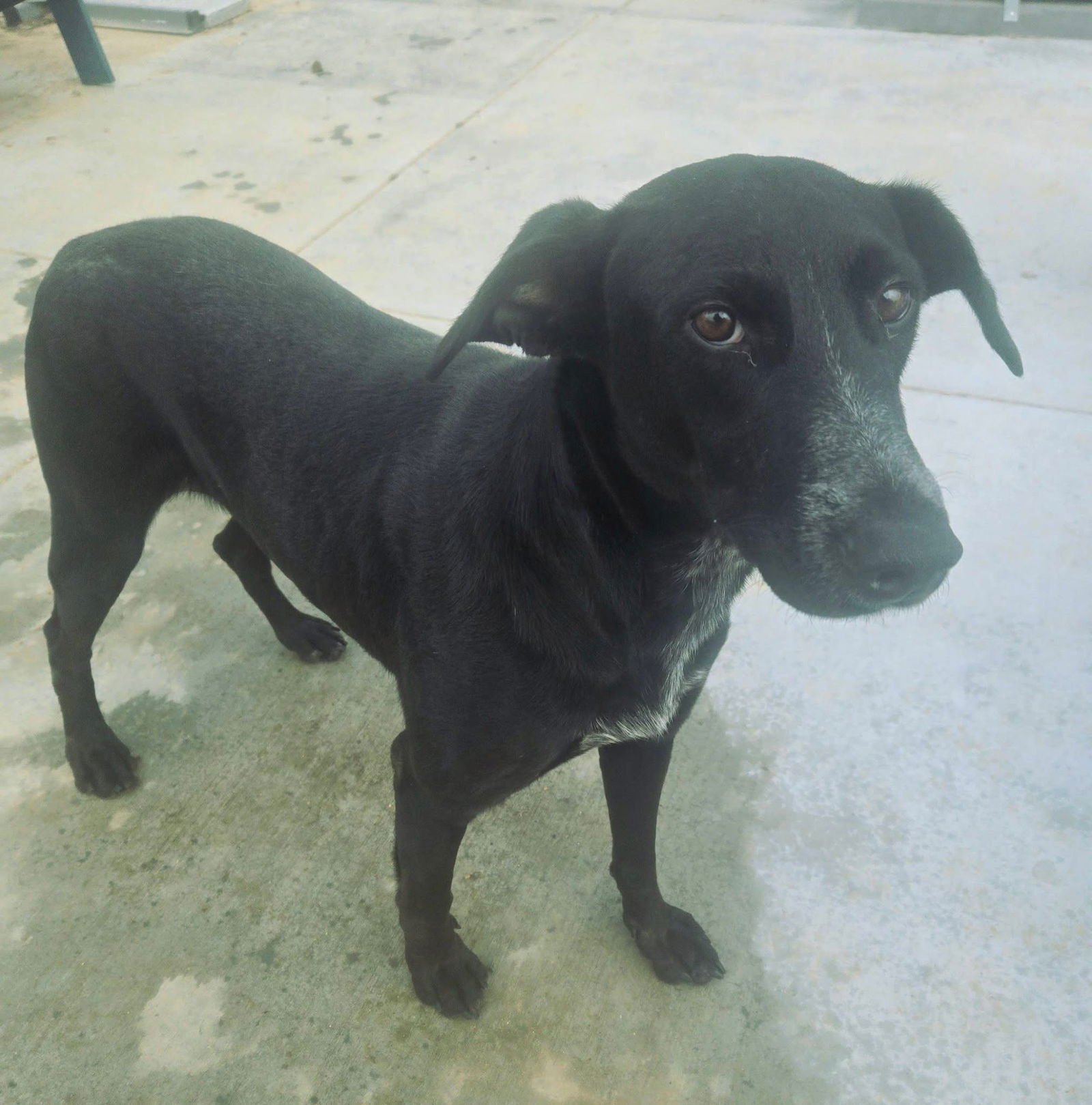 VIOLET - Labrador Retriever available for adoption