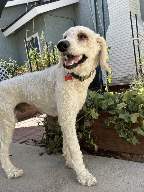 DASHIE - Poodle (Standard) available for adoption