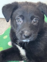 Rosie's Puppy River - Photo 1