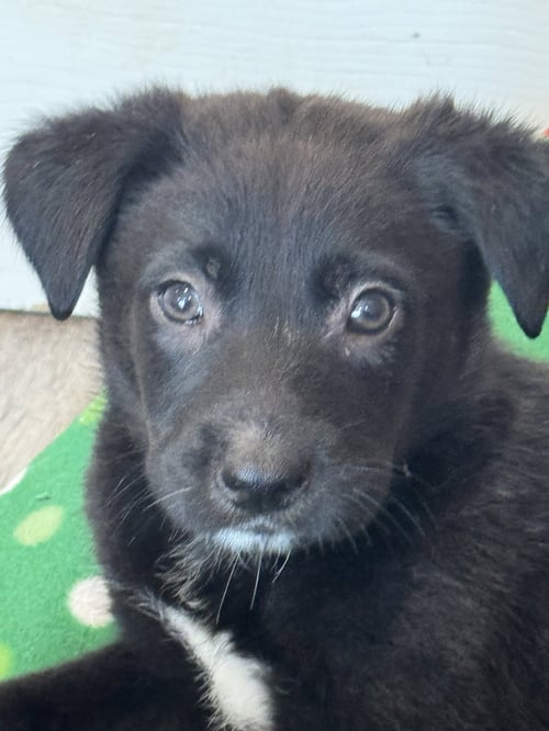 ROSIE'S PUPPY RIVER - Labrador Retriever available for adoption