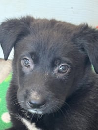 Rosie's Puppy River - Photo 3