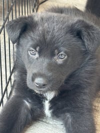 Rosie's Puppy River - Photo 4