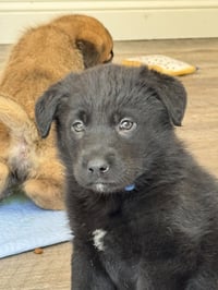 Rosie's Puppy River - Photo 5