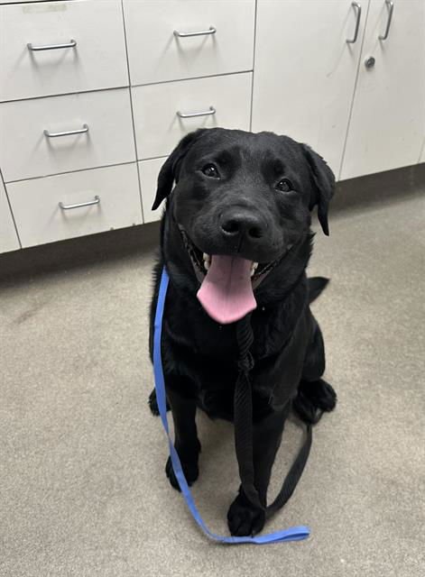 DASH - Labrador Retriever available for adoption
