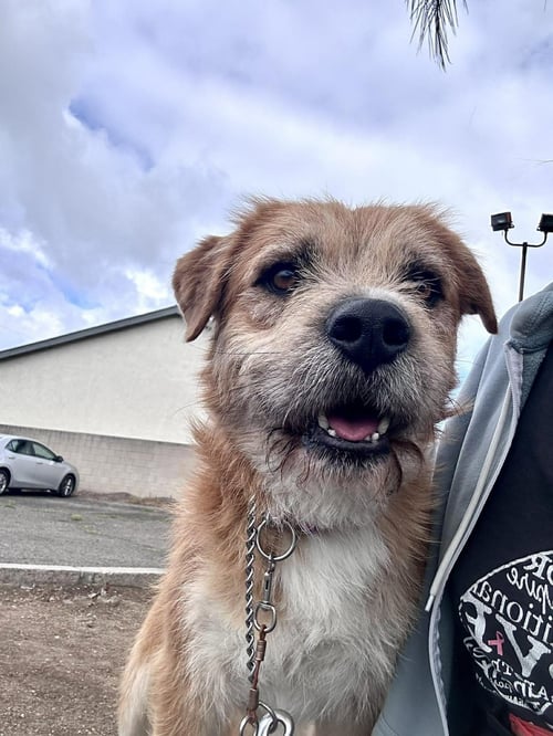 OSO - Terrier available for adoption