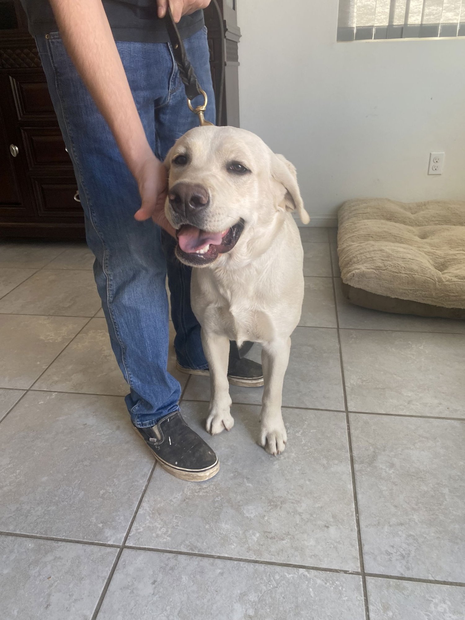 MICHELANGELO - Labrador Retriever available for adoption