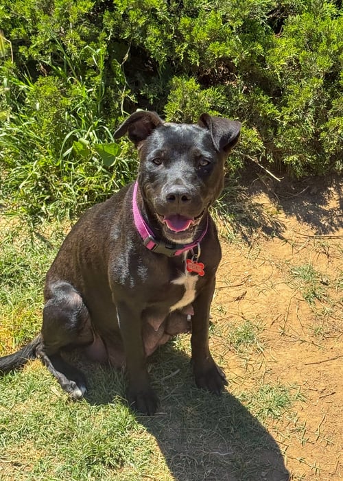 MARILYNN - Labrador Retriever available for adoption