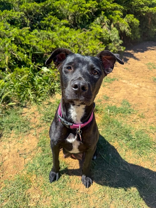 MARILYNN - Labrador Retriever available for adoption