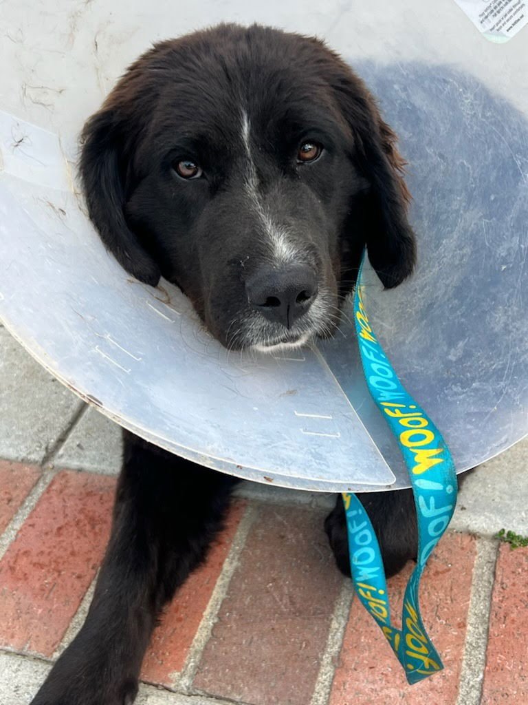 STRAWBERRY - Saint Bernard / Labrador Retriever available for adoption