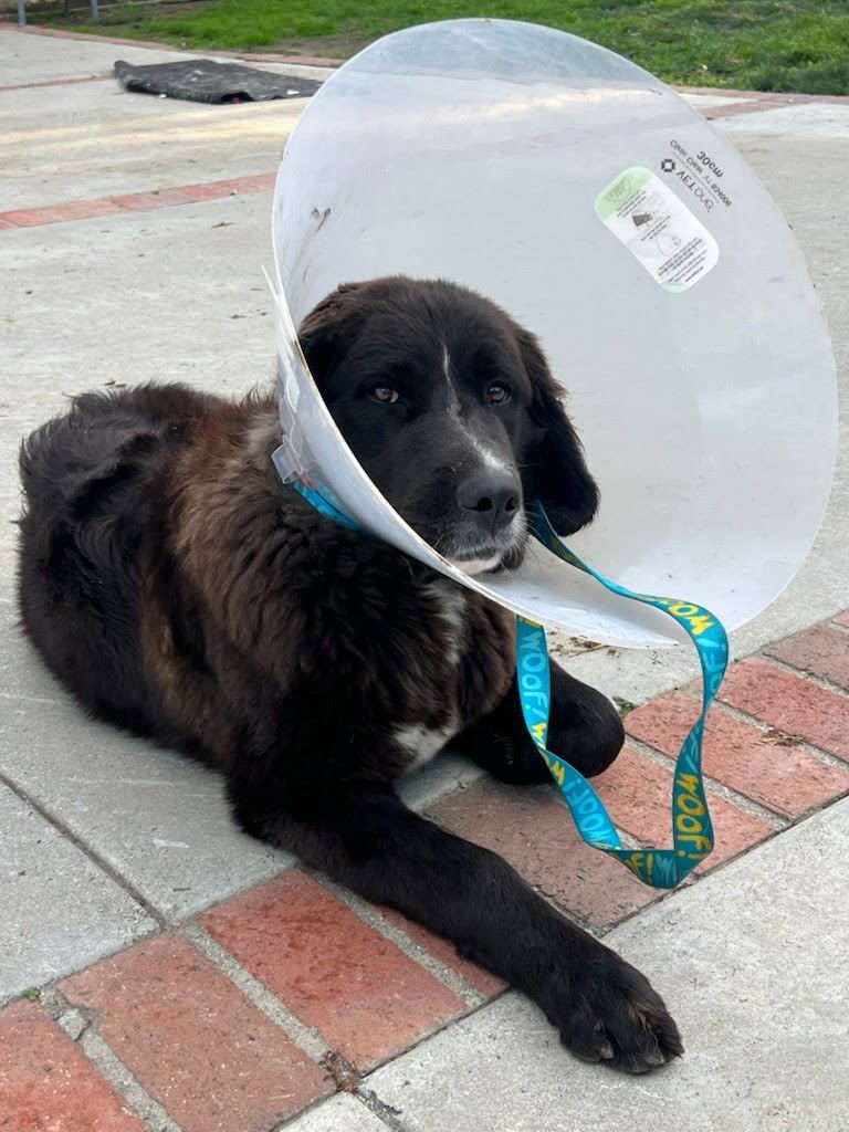STRAWBERRY - Saint Bernard / Labrador Retriever available for adoption